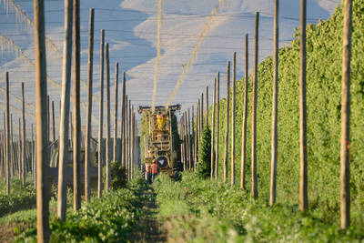 Yakima Valley Hops