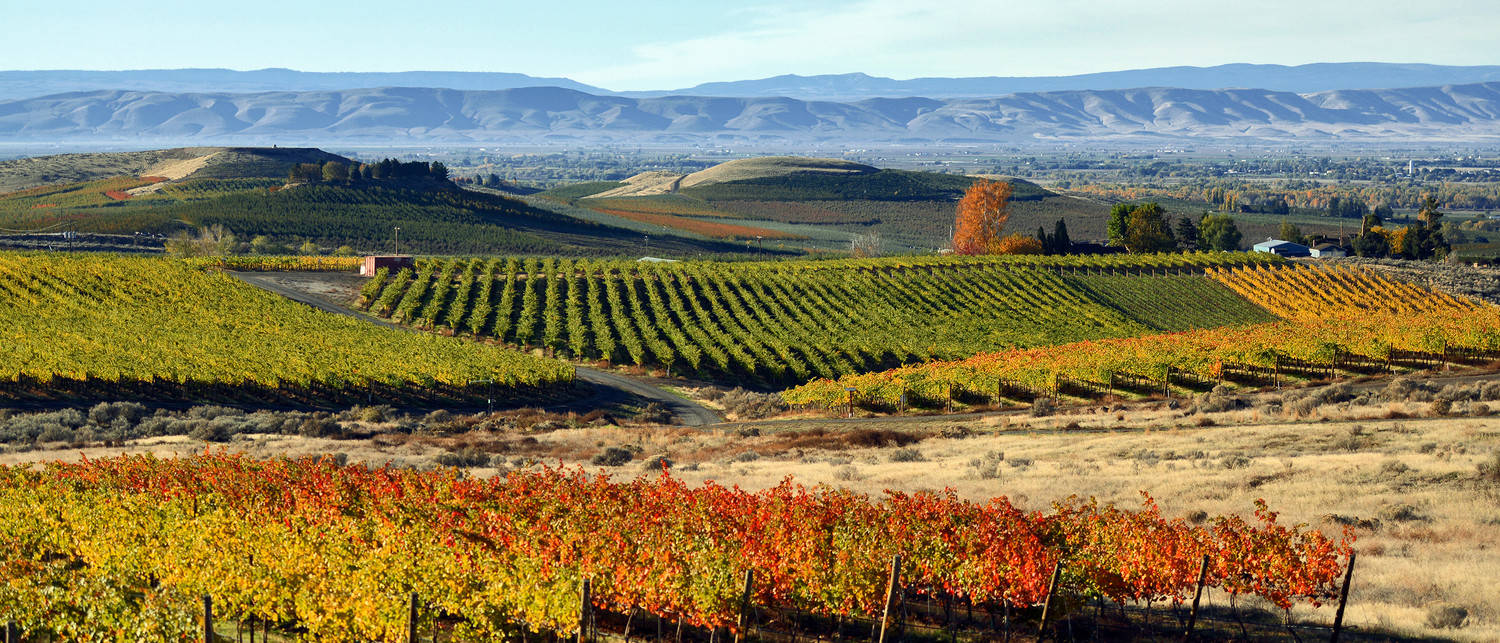 Vineyards in the Yakima Valley