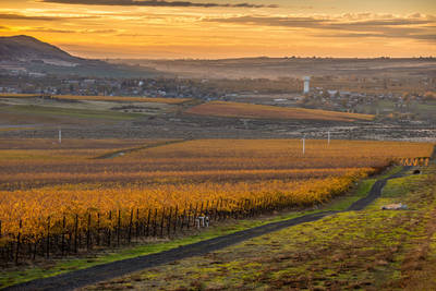 Wineries in Tri-Cities