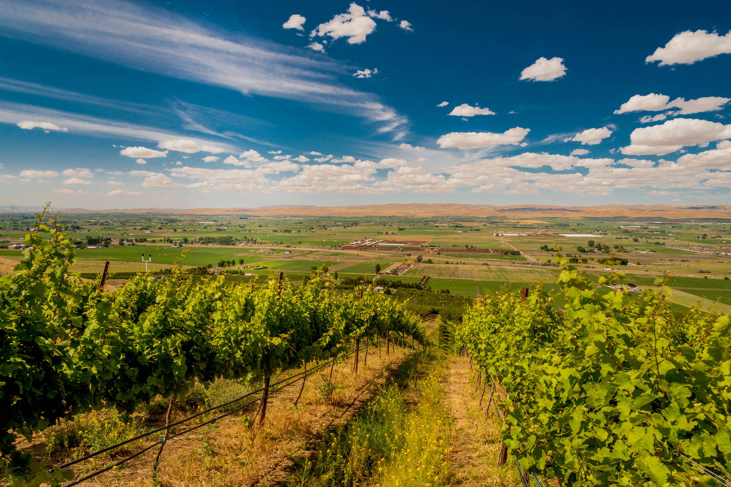 Yakima Valley Wine